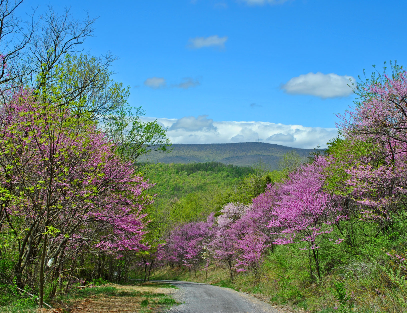 Windy Ridge Images